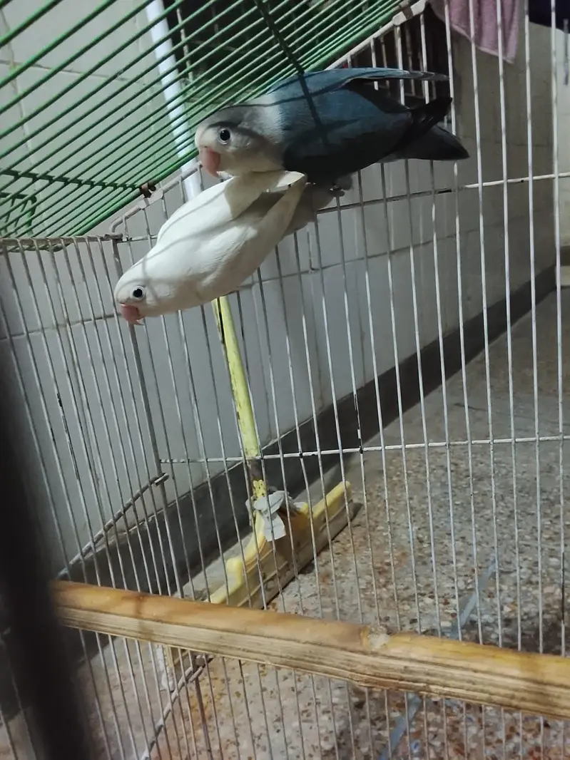 Confirm breeder love bird with DNA card  with cage — photo 5