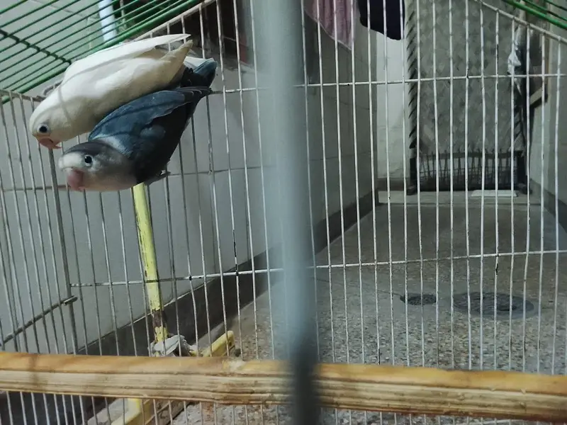 Confirm breeder love bird with DNA card  with cage — photo 6