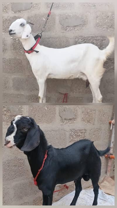 2 Goats For Sale 1 dodh wali bakri or 1 Bakra 5 months ka 03162918168