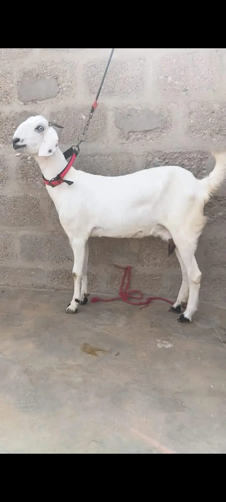 2 Goats For Sale 1 dodh wali bakri or 1 Bakra 5 months ka 03162918168 — photo 2