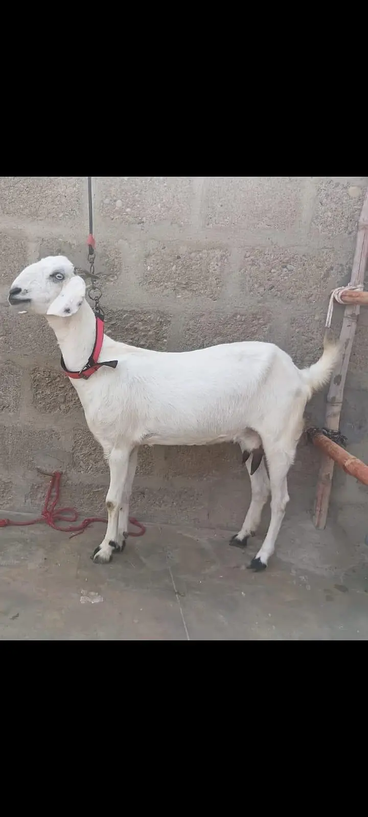2 Goats For Sale 1 dodh wali bakri or 1 Bakra 5 months ka 03162918168 — photo 3