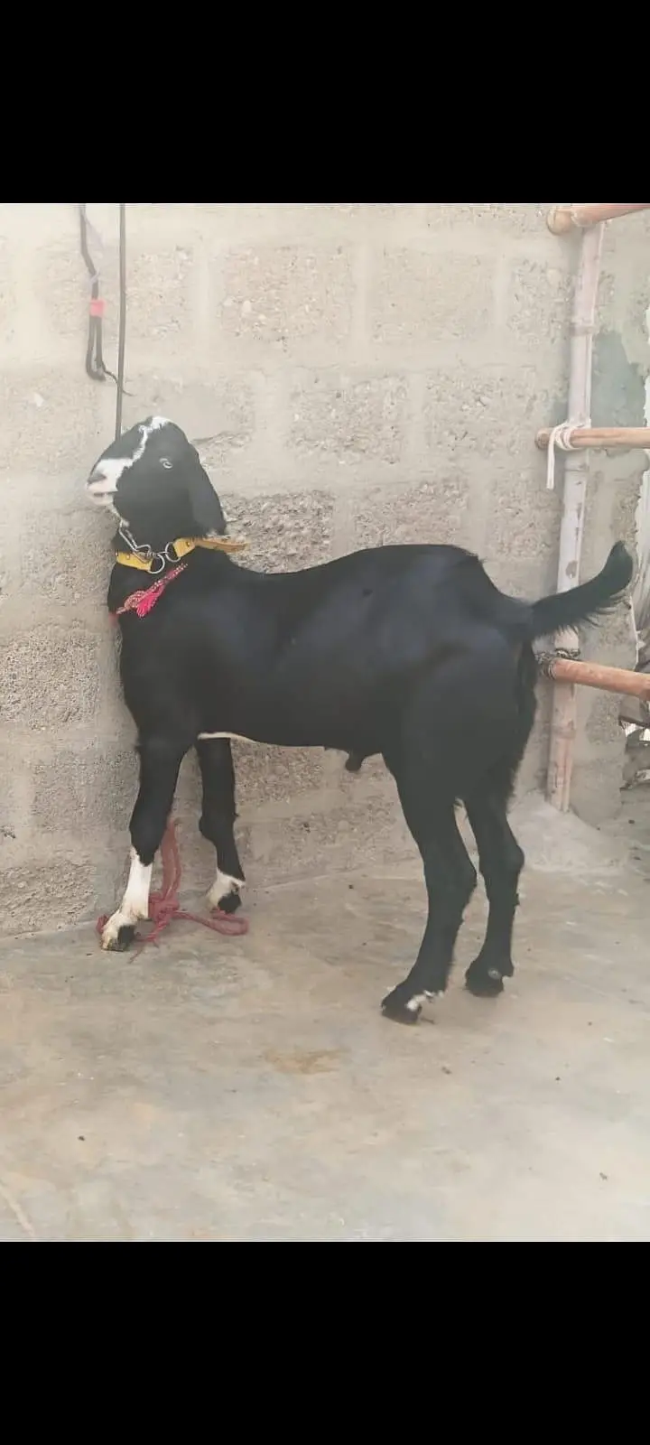 2 Goats For Sale 1 dodh wali bakri or 1 Bakra 5 months ka 03162918168 — photo 4