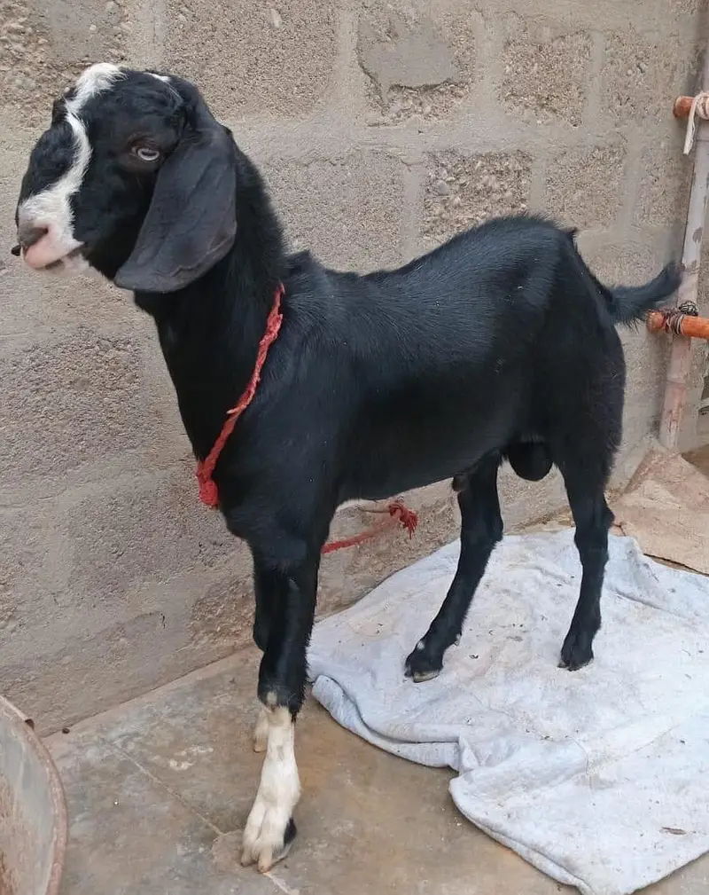 2 Goats For Sale 1 dodh wali bakri or 1 Bakra 5 months ka 03162918168 — photo 5