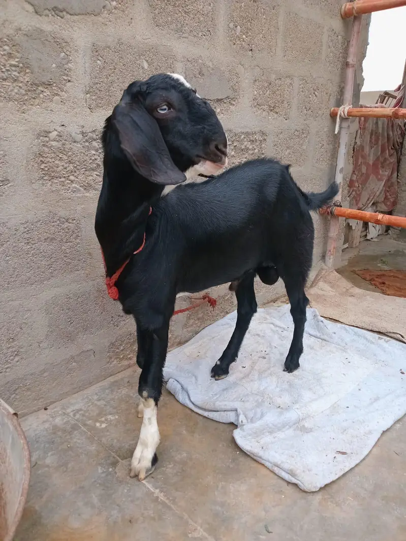 2 Goats For Sale 1 dodh wali bakri or 1 Bakra 5 months ka 03162918168 — photo 6