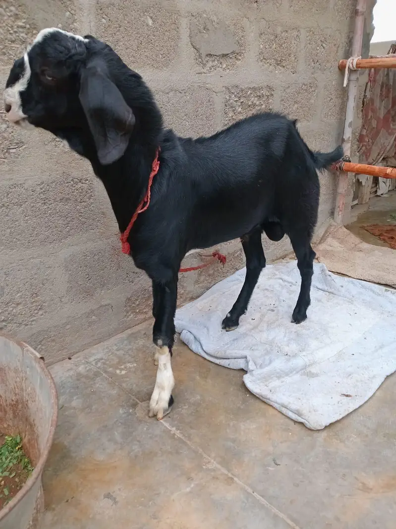 2 Goats For Sale 1 dodh wali bakri or 1 Bakra 5 months ka 03162918168 — photo 7