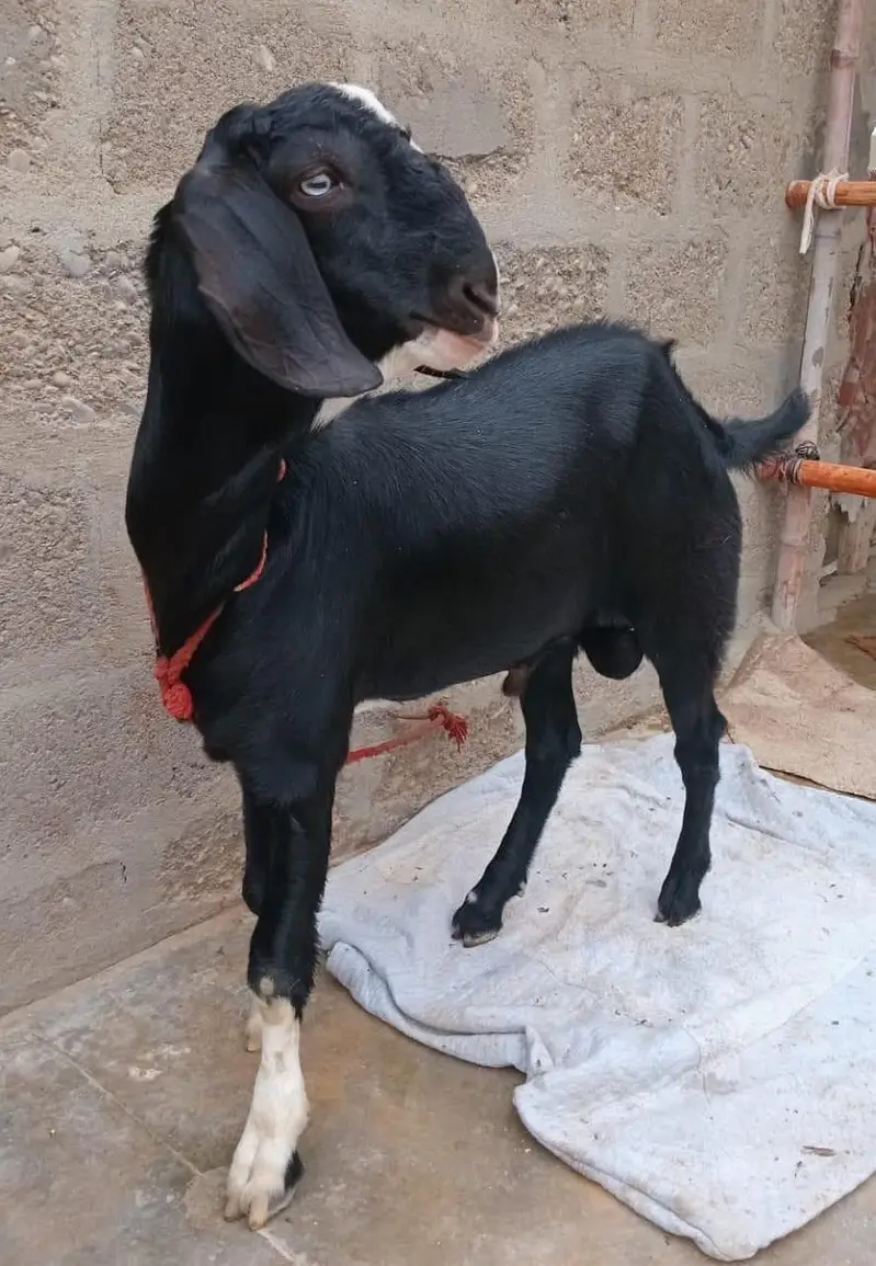 2 Goats For Sale 1 dodh wali bakri or 1 Bakra 5 months ka 03162918168 — photo 8