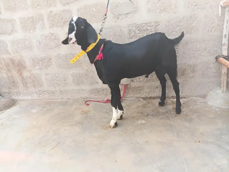 2 Goats For Sale 1 dodh wali bakri or 1 Bakra 5 months ka 03162918168 — photo 9