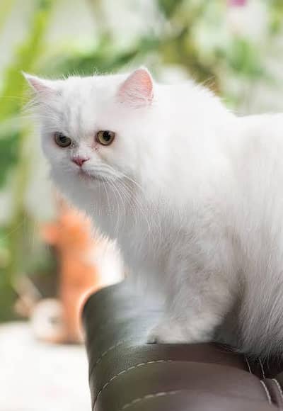 Persian Cats for Home