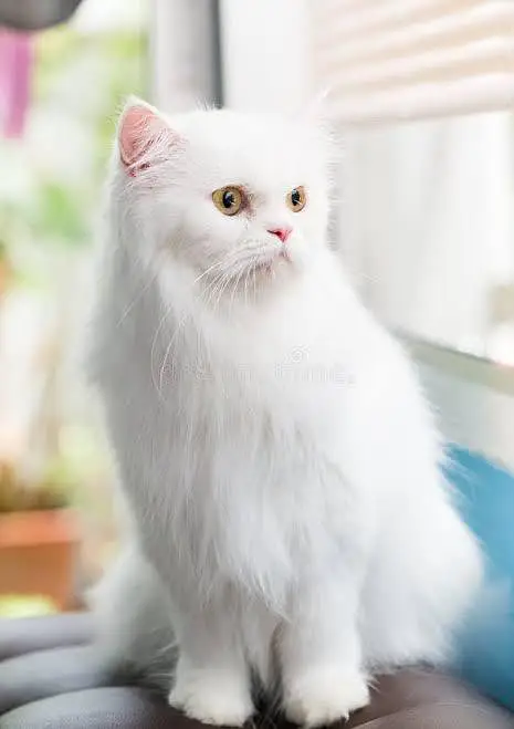 Persian Cats for Home — photo 2