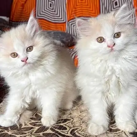 Persian Cats for Home — photo 3