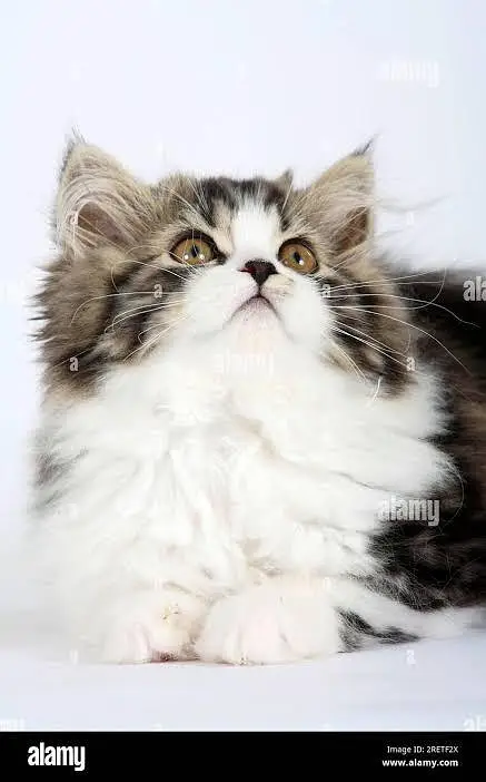 Persian Cats for Home — photo 4