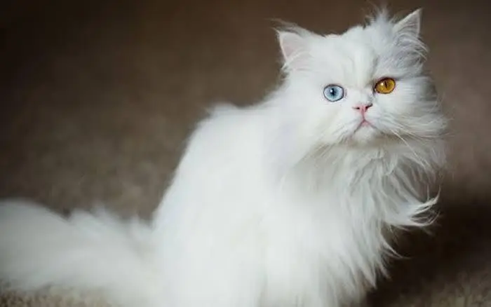 Persian Cats for Home — photo 5