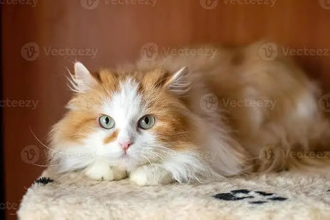Persian Cats for Home — photo 6