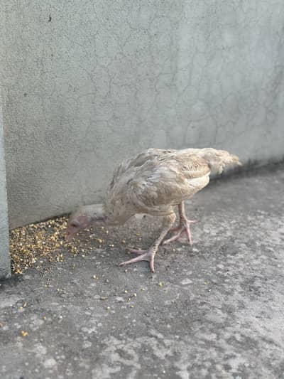 Heera aseel chicks