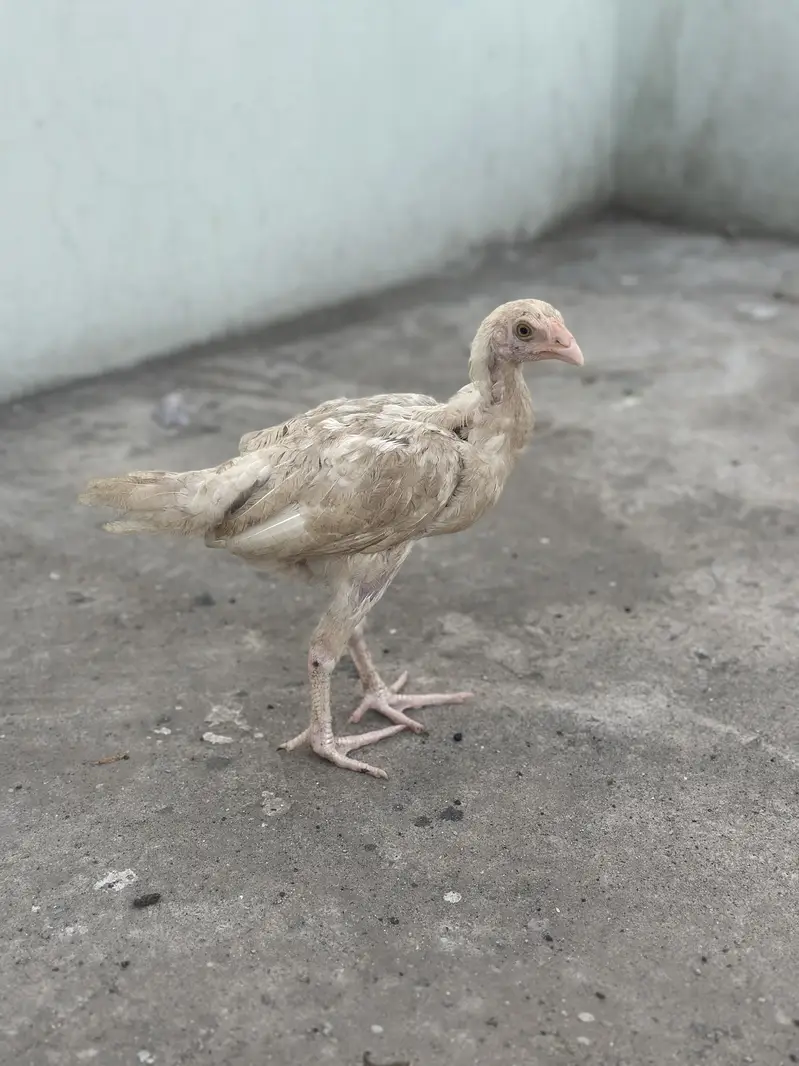 Heera aseel chicks — photo 2