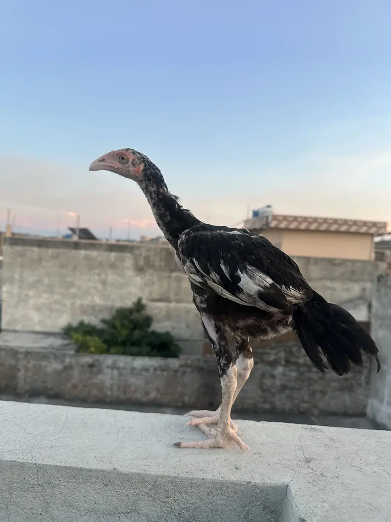 Heera aseel chicks — photo 3