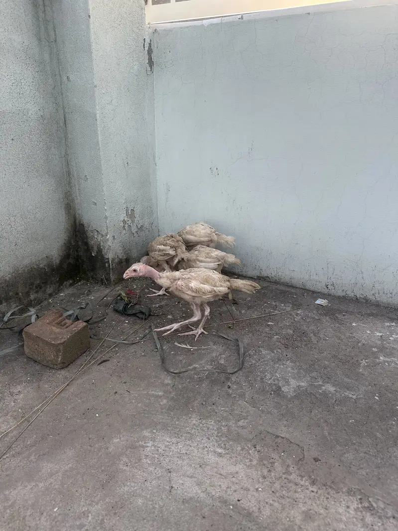 Heera aseel chicks — photo 4