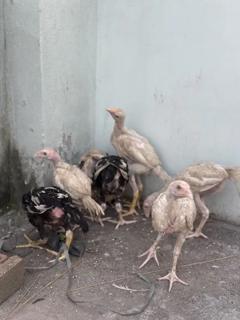 Heera aseel chicks — photo 5