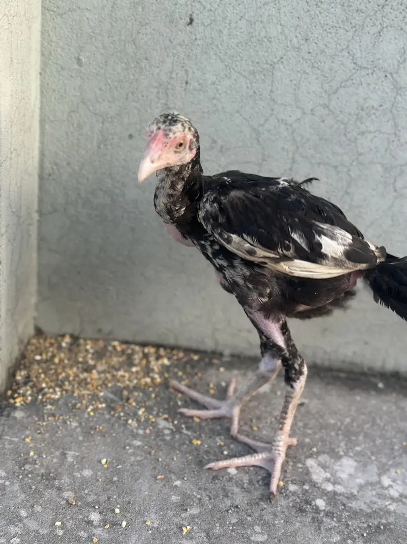 Heera aseel chicks — photo 6