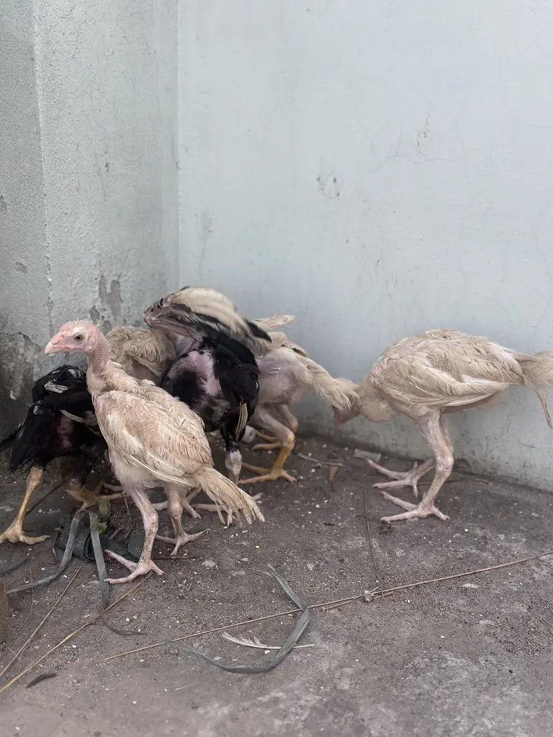Heera aseel chicks — photo 7