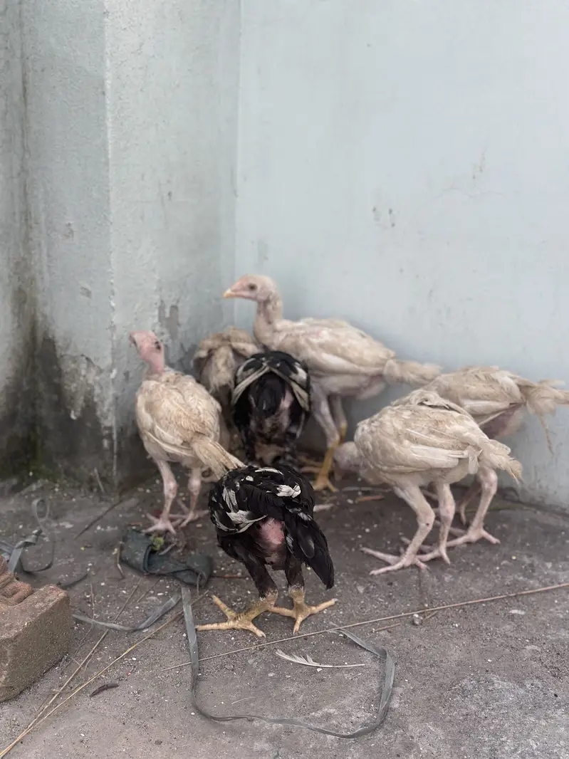 Heera aseel chicks — photo 8