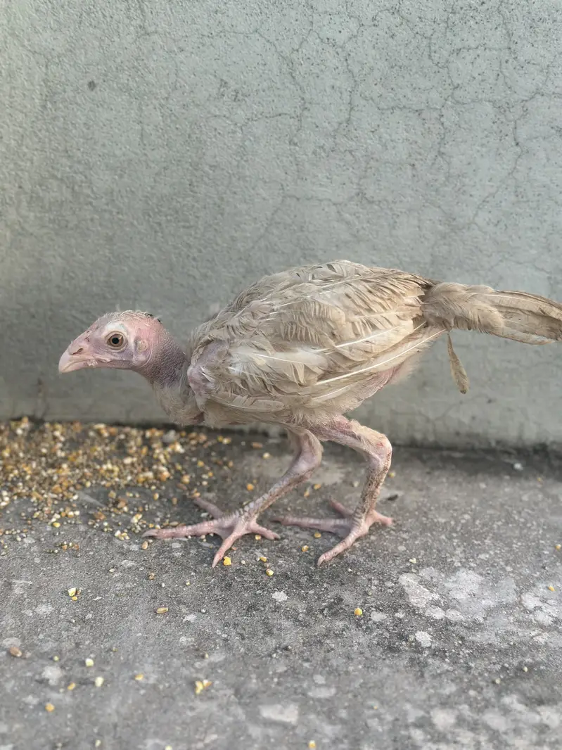Heera aseel chicks — photo 9
