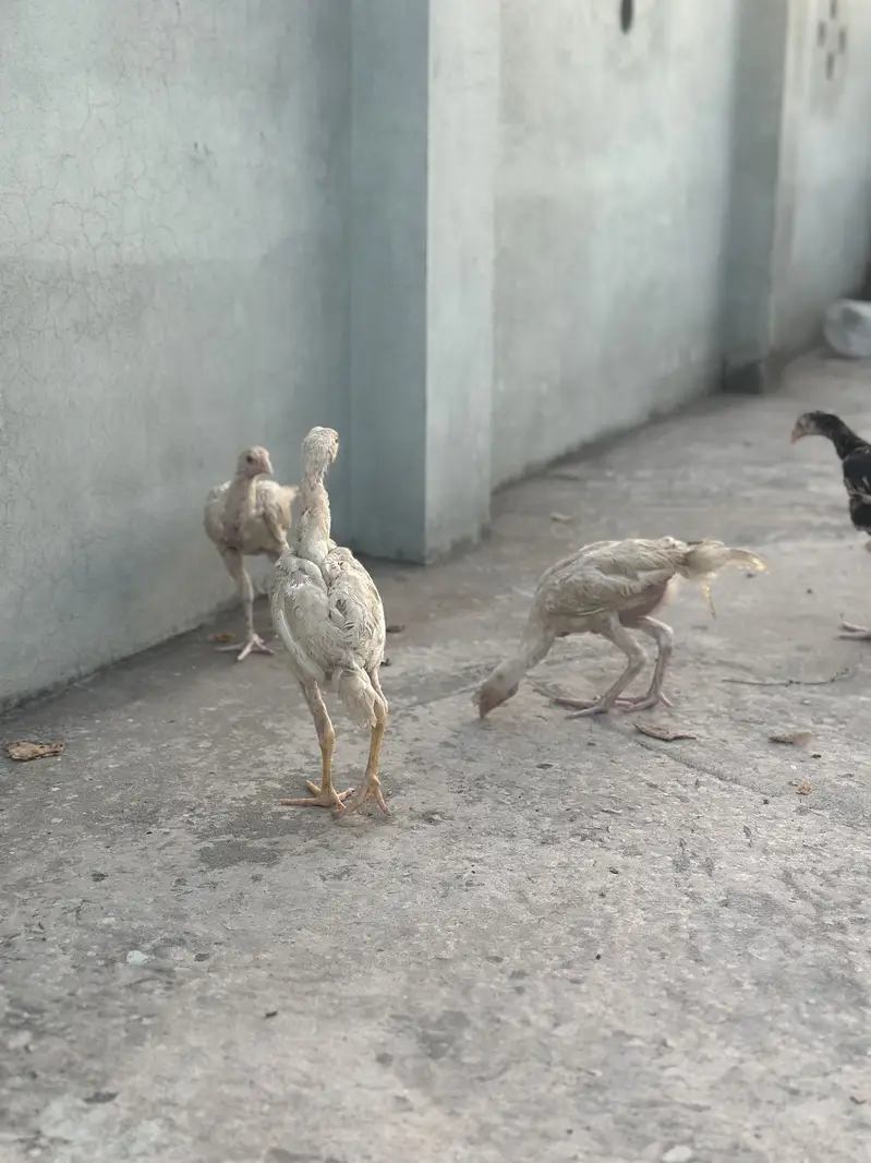 Heera aseel chicks — photo 10