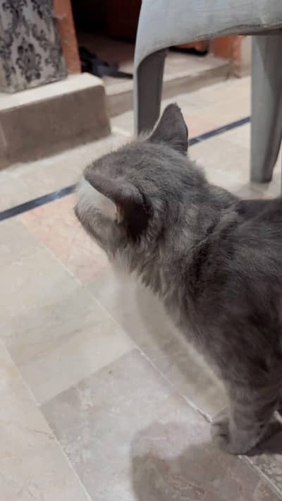 persian cat