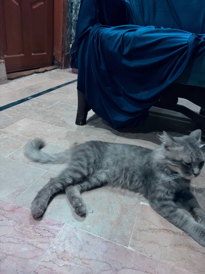 persian cat 1