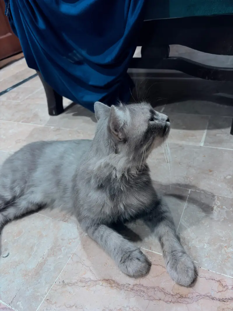 persian cat — photo 3