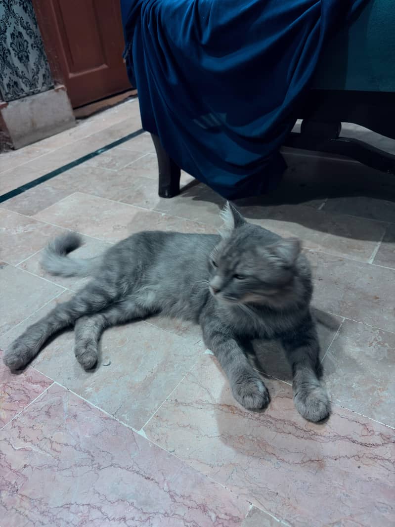 persian cat 3