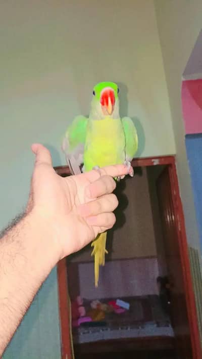 Raw pariot confirm male Hand tamed