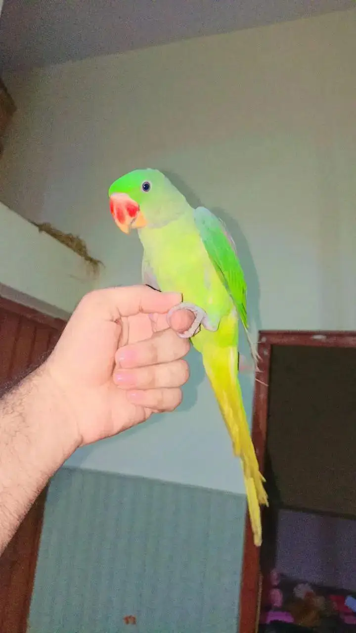 Raw pariot confirm male Hand tamed — photo 2