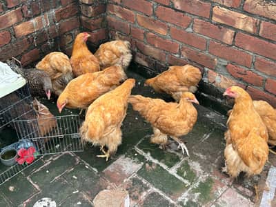 Golden Buff for sale 03085333379