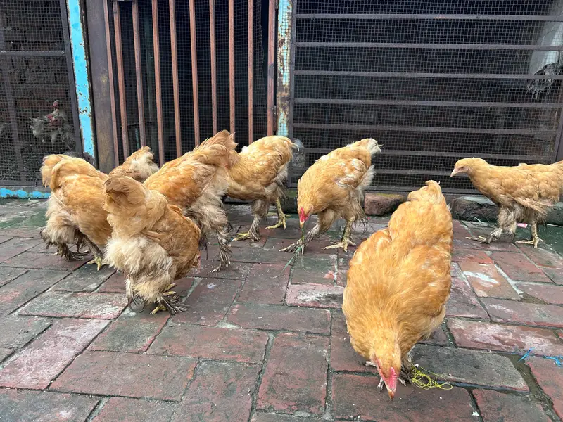 Golden Buff for sale 03085333379 — photo 2