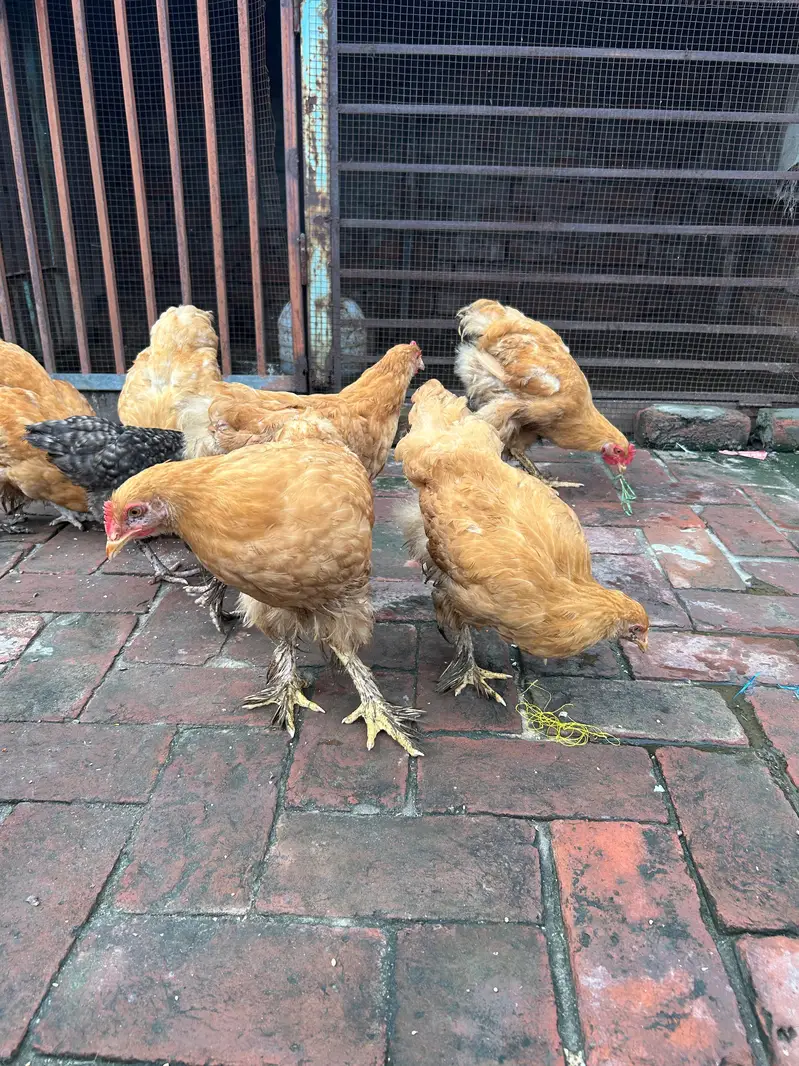 Golden Buff for sale 03085333379 — photo 3