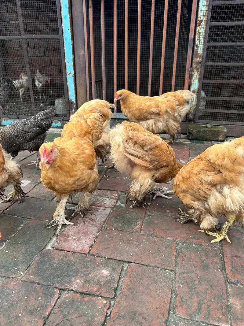 Golden Buff for sale 03085333379 — photo 4