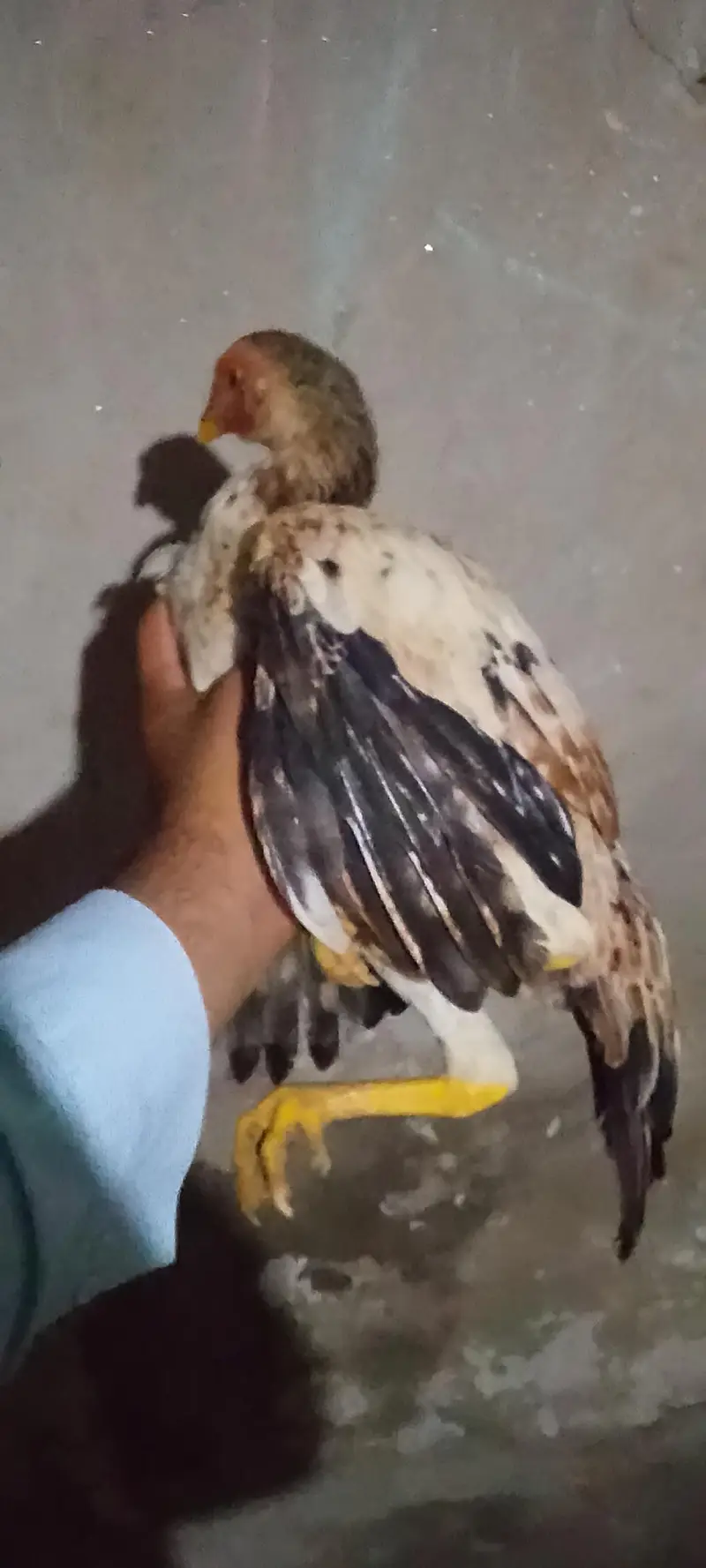 Mianwali Aseel — photo 5