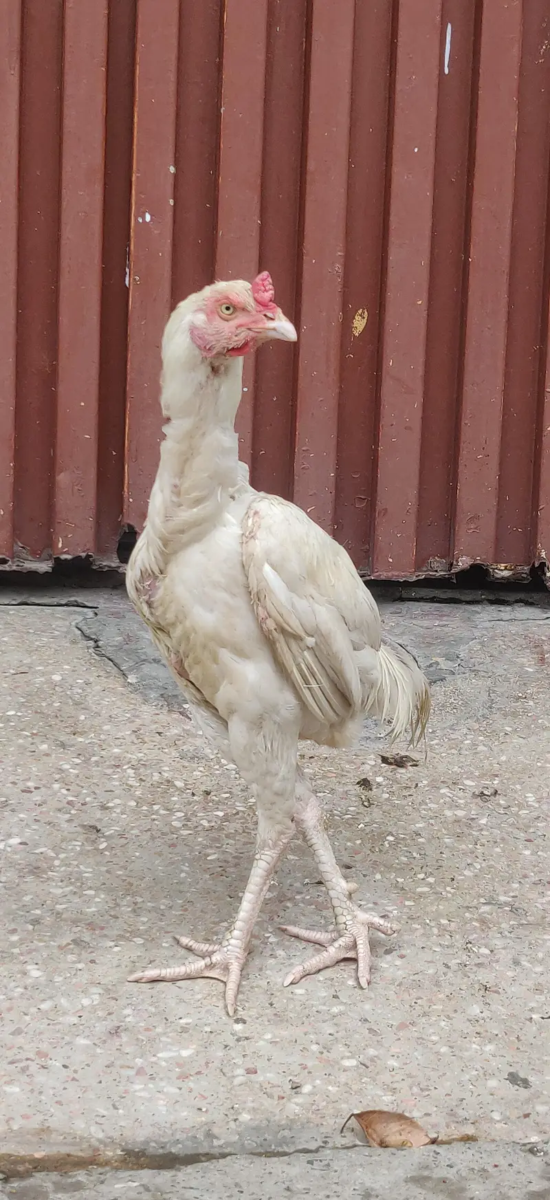 Aseel Heera patha — photo 2