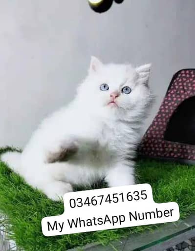 Persian kittens for sale