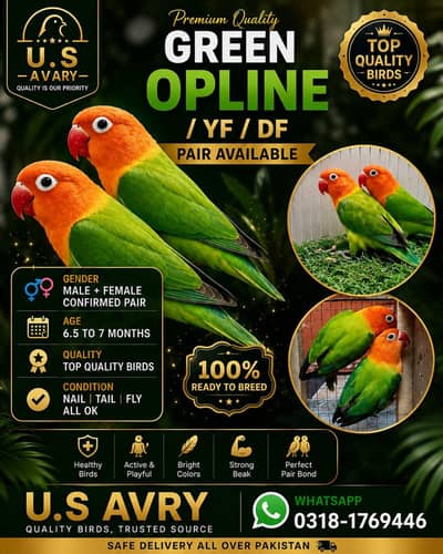 Love birds mutation pairs
