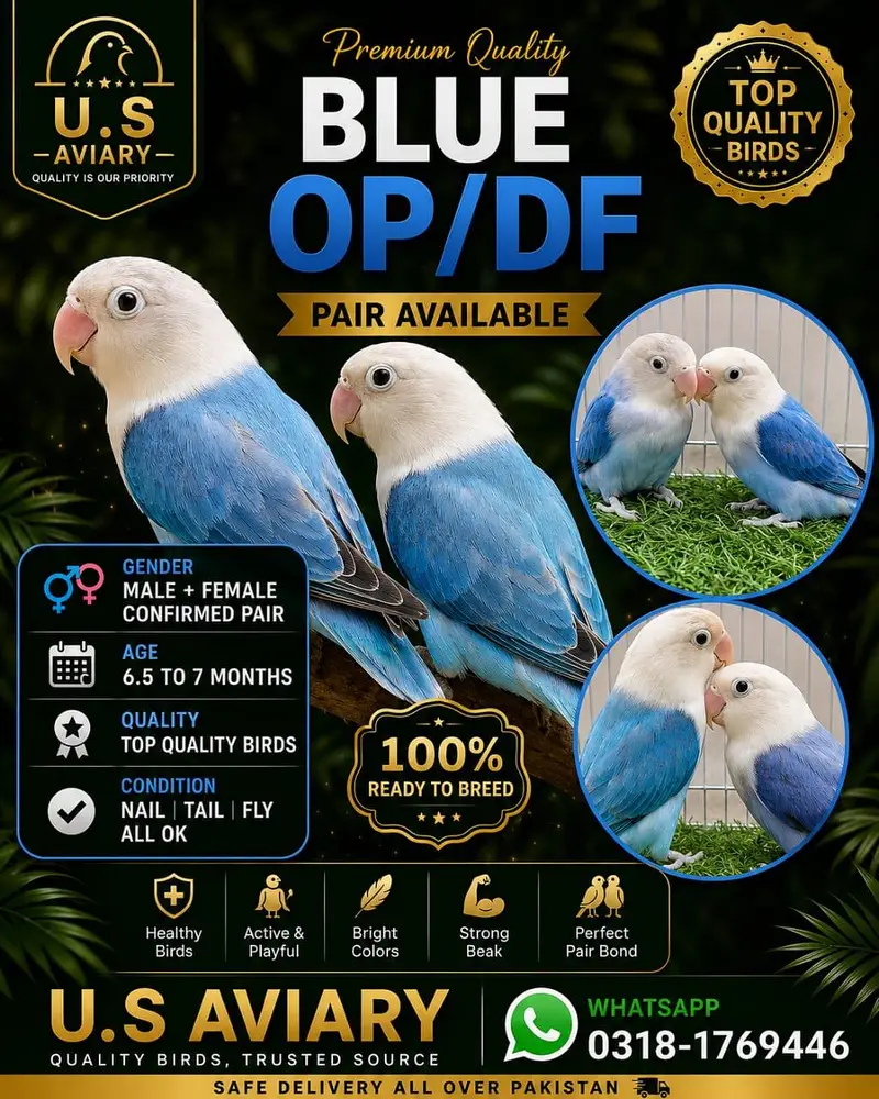 Love birds mutation pairs — photo 3