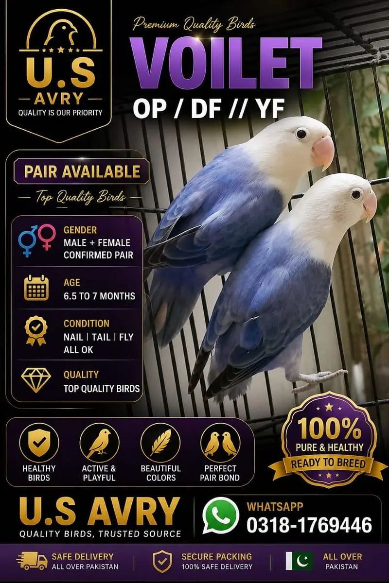 Love birds mutation pairs — photo 4