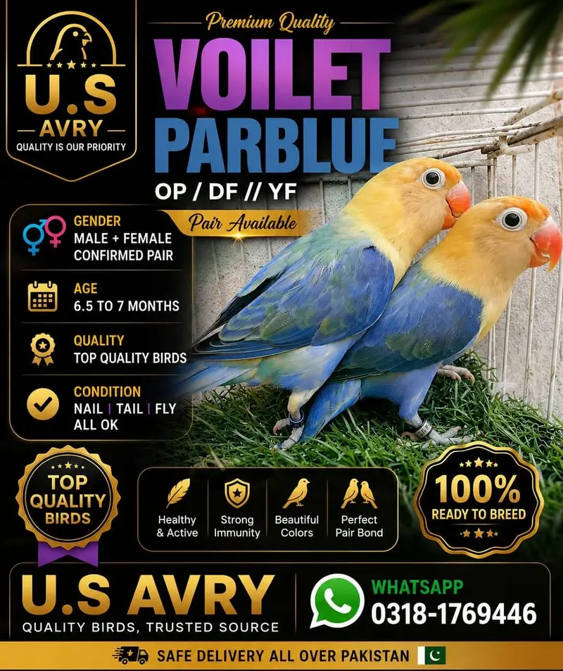 Love birds mutation pairs — photo 5