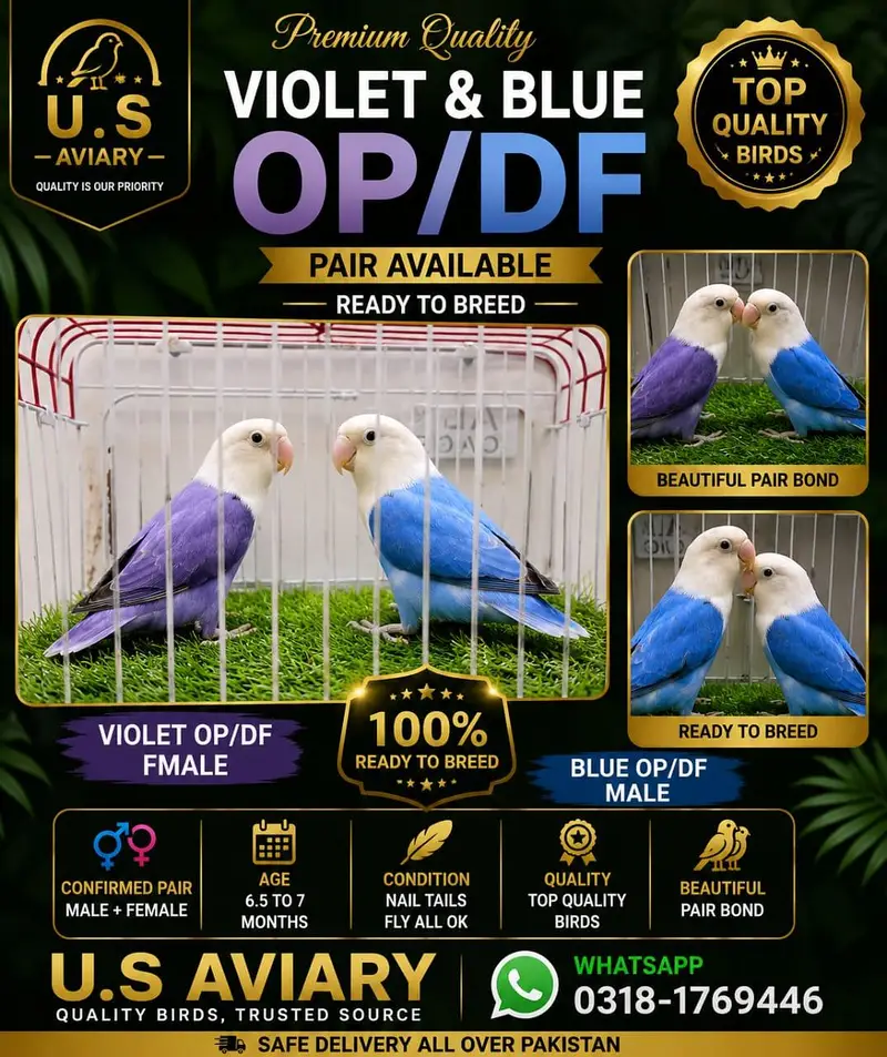 Love birds mutation pairs — photo 6