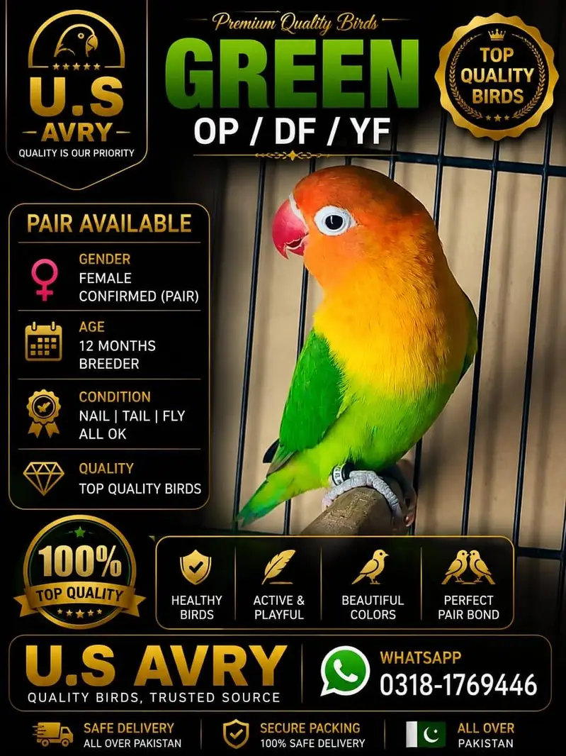 Love birds mutation pairs — photo 7