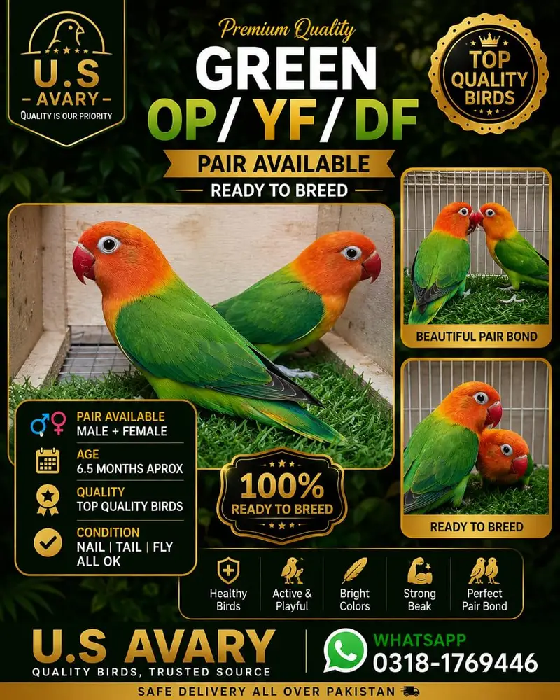 Love birds mutation pairs — photo 10