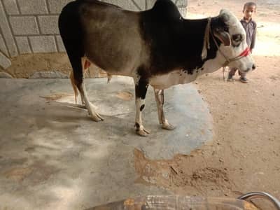 kheera bacha for Sale