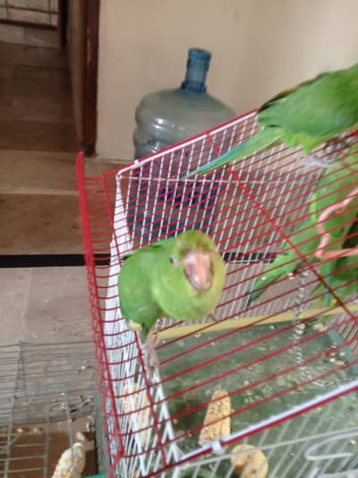 iron Cages for sale.