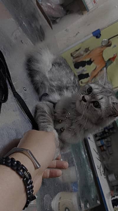 persian cat grey color